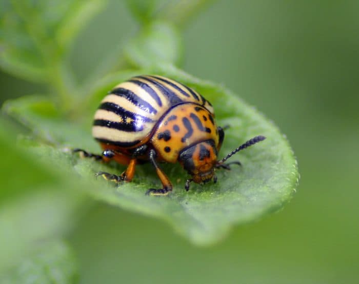 Invertebrate Biodiversity Conference