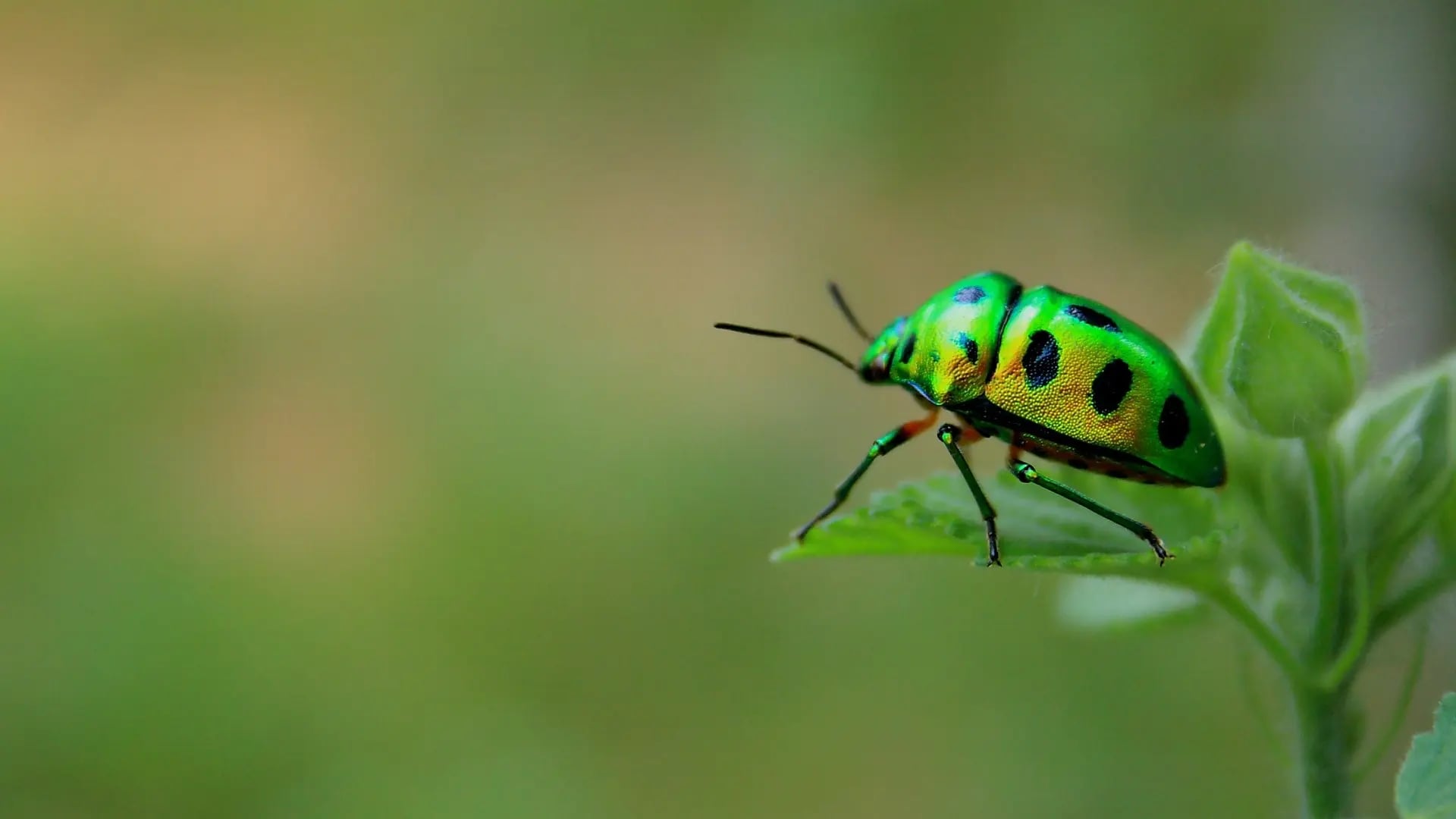 Beetle background